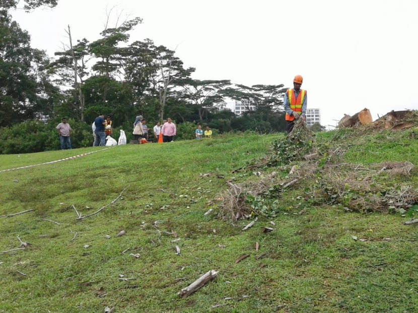 Popular Instagram tree in Punggol removed