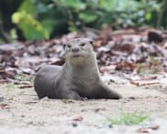 NParks mulls sterilisation to control otter population after they enter homes, eat koi