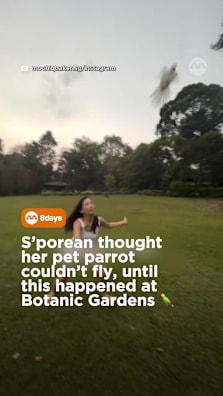 She thought the bird’s wings had been clipped, until Mochi proved otherwise by flying high into the sky at Botanic Gardens #8dayssg #8dayssgtrending #parrot #botanicgardens #pets 