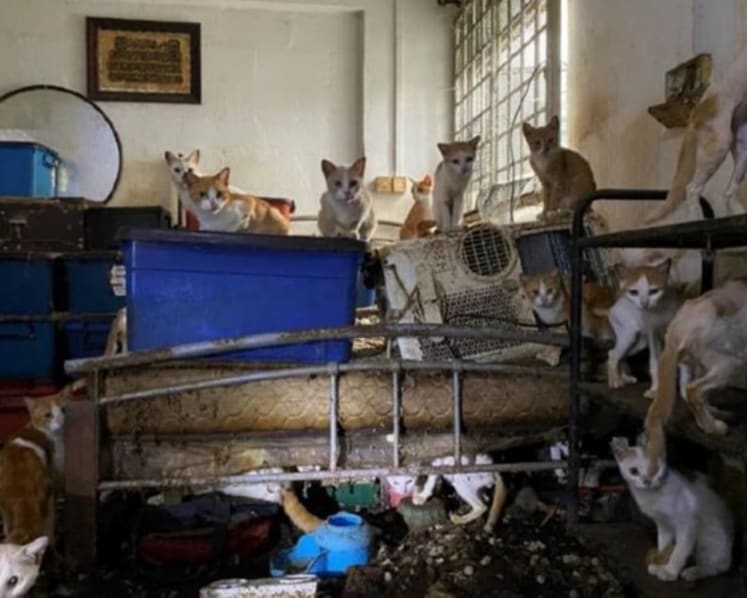 Man gets 20 days jail for neglecting 43 cats in flat without food, water in NParks biggest animal cruelty case