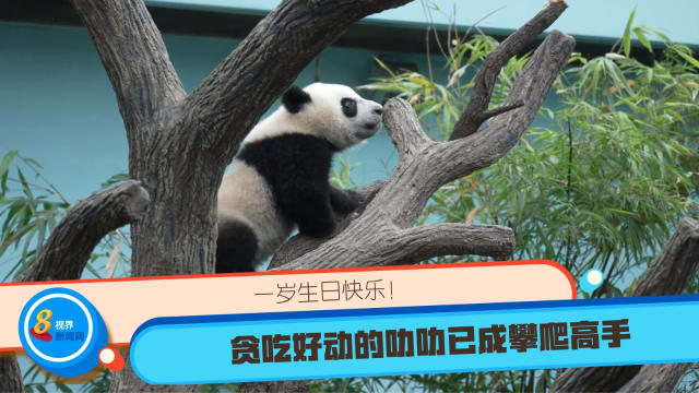 一岁生日快乐！贪吃好动的叻叻已成攀爬高手