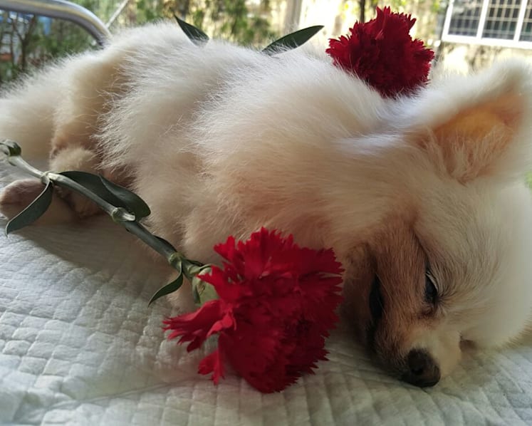 Saying goodbye: Owners go the extra mile for their pet’s final journey
