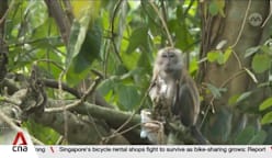 NParks to sterilise long-tailed macaques at Maju Forest to manage population