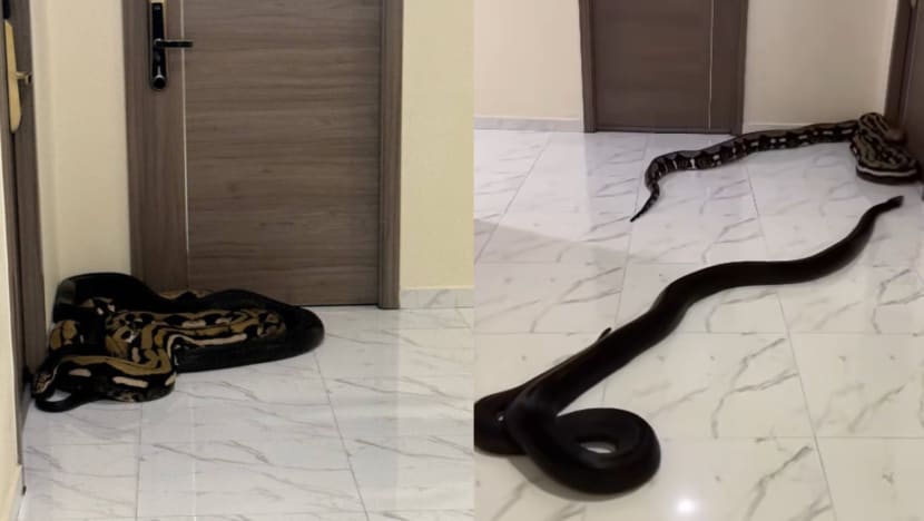 Condo Resident In Thailand Releases 2 Huge Snakes In Hallway After Years Of Complaints About Noisy Pets Ignored