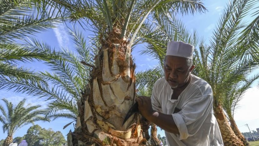 Nira kurma sajian terbaru penuhi citarasa sempena Ramadan Nira kurma sajian terbaru penuhi citarasa sempena Ramadan