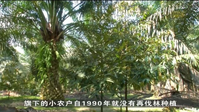 对欧盟反森林砍伐法感担忧 马印认为不利棕榈油出口业