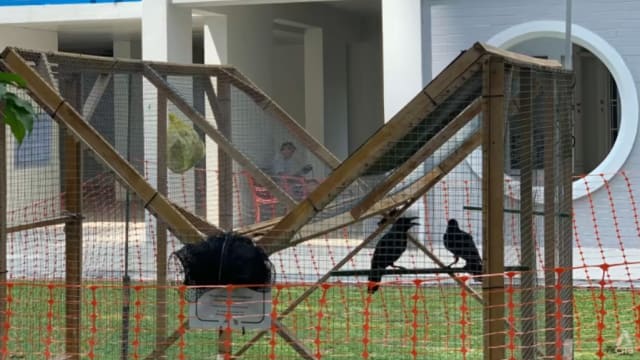 担心幼鸟安危而攻击民众 马炎庆：移除幼鸟后乌鸦已停止攻击