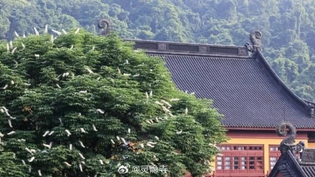 杭州灵隐寺600岁七叶树开花 民众纷纷前去许愿