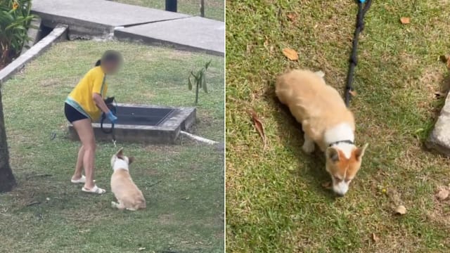 网传柯基犬每天在烈日下暴晒一小时 公园局介入调查