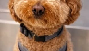 Woman arrested at Las Vegas airport for abandoning dog to catch flight