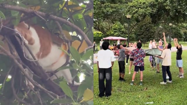 猫咪爬上大树后受困 大批公众合力暖心救猫