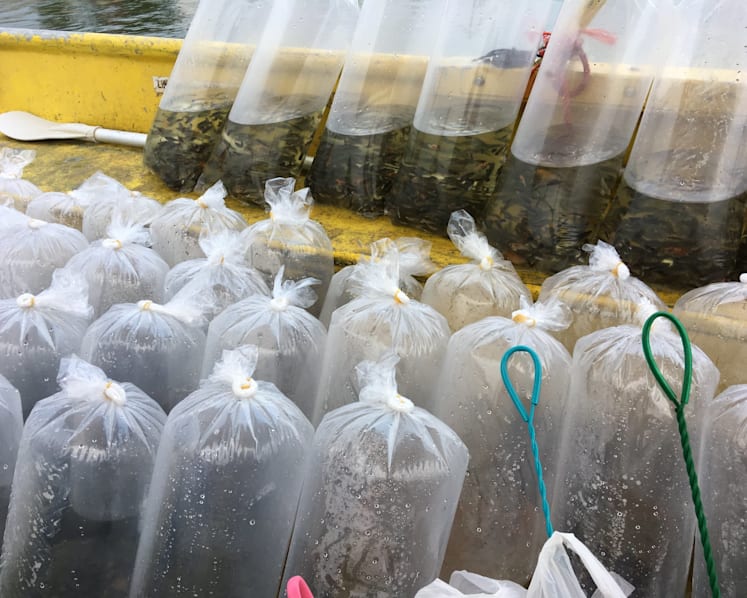 PUB releases thousands of fish in Pandan Reservoir to combat midges