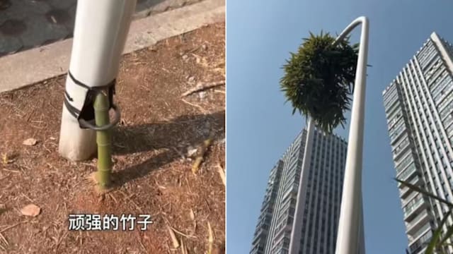 绍兴“竹坚强”破杆而出成网红 顽强生命力引市民打卡点赞