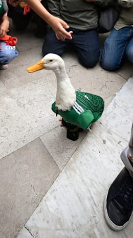 Meet Merlin the duck: Mexico’s unofficial mascot