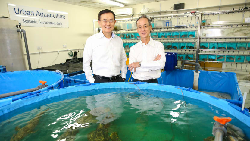 Ikan datang: Singapore-developed breed of sea bass to make a splash