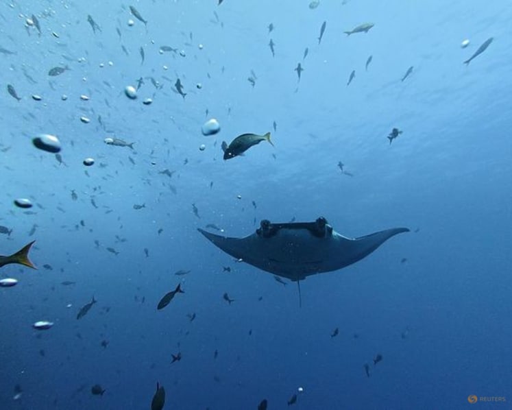 Young giant manta rays stay close to home while adults roam more widely