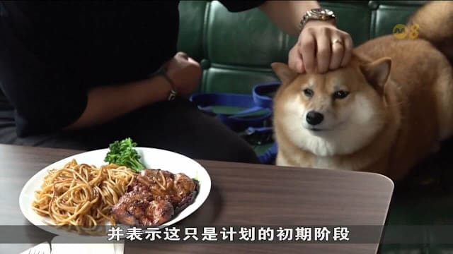 香港放宽法规 允许近千家餐饮场所让猫狗进入