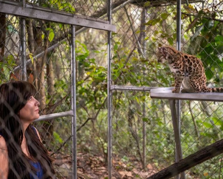New cat species identified in Bolivia, first in over a century