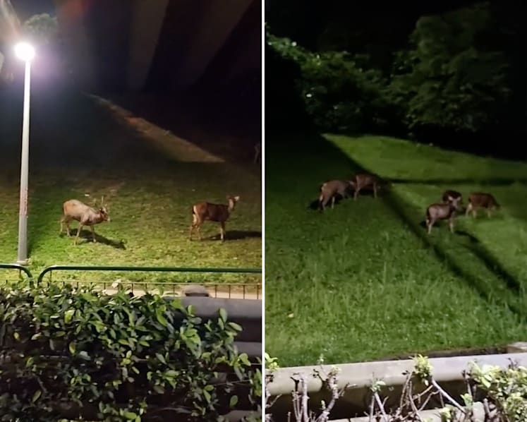 #trending: Herd of sambar deer sighted along BKE; netizens glad to see nature ‘flourishing’ in S’pore