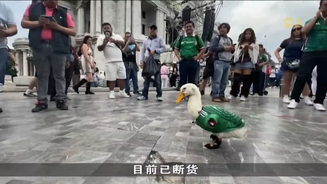 墨西哥掀世界杯热潮 宠物也穿国家队球衣助威