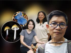 S'pore hunters: Mushroom spotters going wild over their fascinating finds | Video
