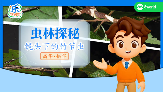 【高华快华】虫林探秘　镜头下的竹节虫