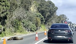 சாலையில் படுத்துறங்கிய கடல்நாய்