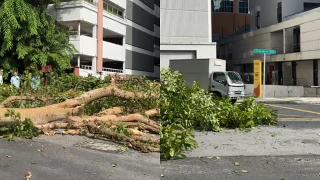 乌节路一带大树倒下 道路一度受阻