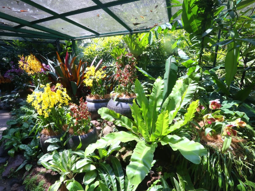 More enhancements to National Orchid Garden underway