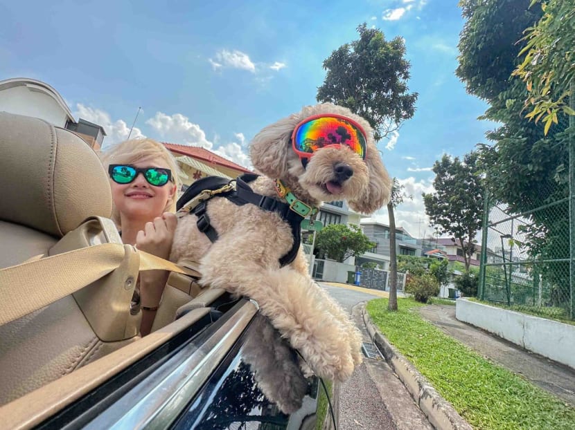 Ms Nicole Kow and her dog Tobi riding in her father's convertible car.