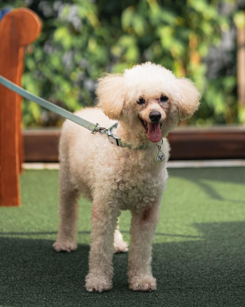 Raffles Courtyard to become pet-friendly from Jun 1 alongside new menu and dining deals