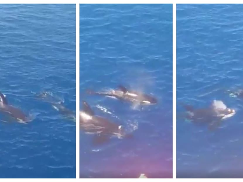 It is believed to be the first time killer whales have been seen in the vicinity near the Pelantar Dulang Petronas oil drilling platform.