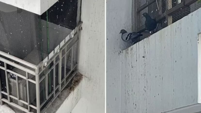 Pemerintah pertimbang tindakan lebih tegas ke atas individu rosakkan perangkap burung, CCTV