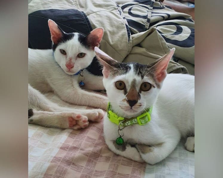 Woman fined for abandoning two kittens weeks after adopting them as they 'stressed' her out