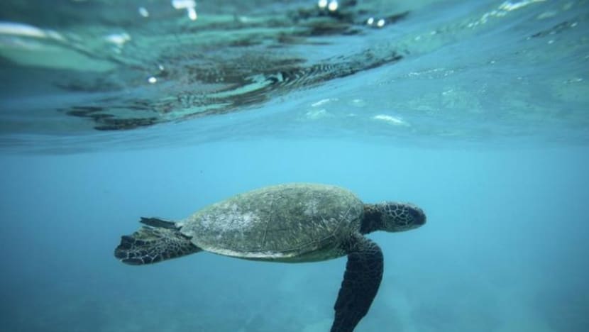 Sea turtle with sliced shell found dead at Changi