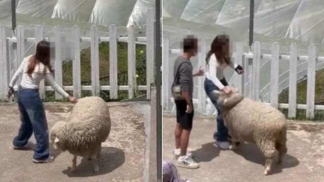 女游客扯羊毛拍打绵羊 被批虐待动物引议