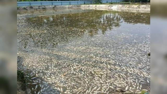 马国养鱼场疑遭投毒 25万土虱鱼一夜间死光