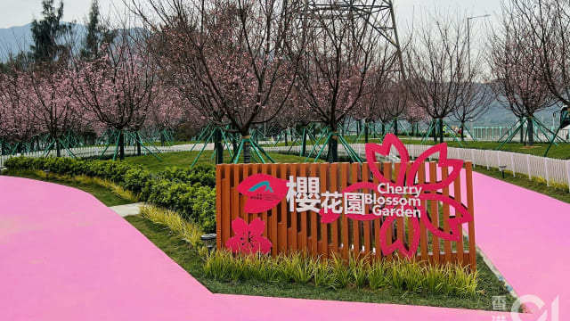 香港也有樱花！85棵“好运来”樱花 踏入花期 