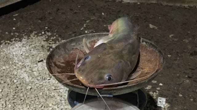 泰国男子清理鲶鱼 惊见鱼肚藏疑似人体残骸