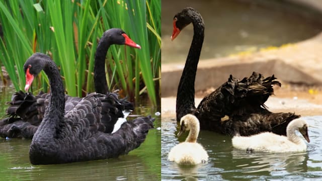 两个都是“爸爸”？天鹅宝宝好困惑！
