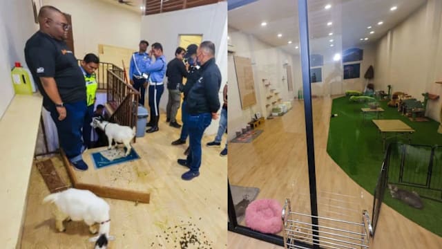 餐饮店里饲养多种动物  新加坡籍业者马国被罚