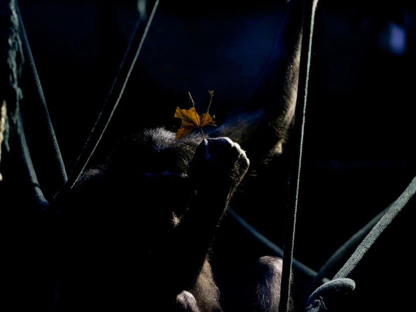 Animals still stuck in cages a year after zoo closure