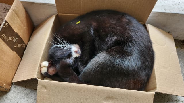 【城市呼吸｜冯中云】“猫”起你的盖头来