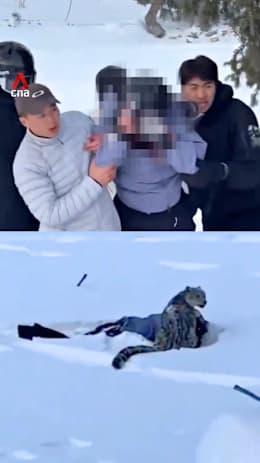 Tourist attacked by snow leopard at popular China ski destination