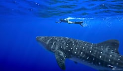 Governments endorse greater protections for sharks amid concerns about overfishing