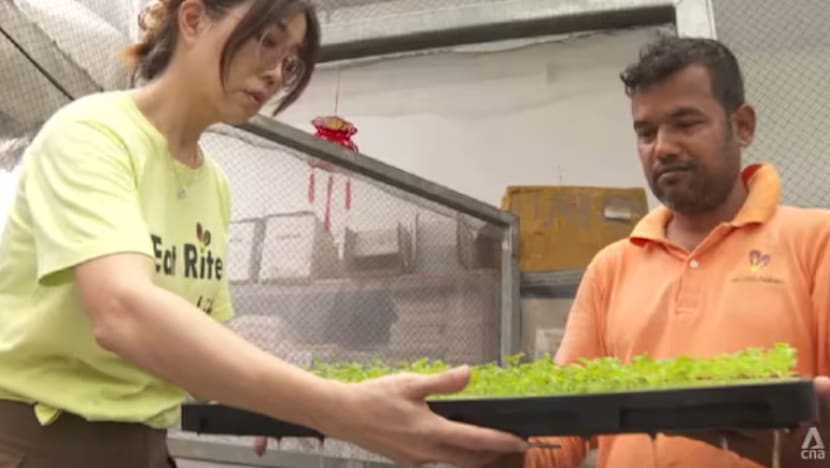 Perang Amerika, Israel dan Iran: Ladang sayur SG jangka harga naik 10% akibat perang