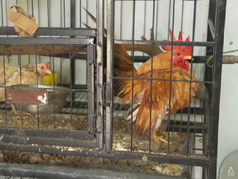 Rise in abandoned pet chickens in Singapore leads to space shortage at shelters
