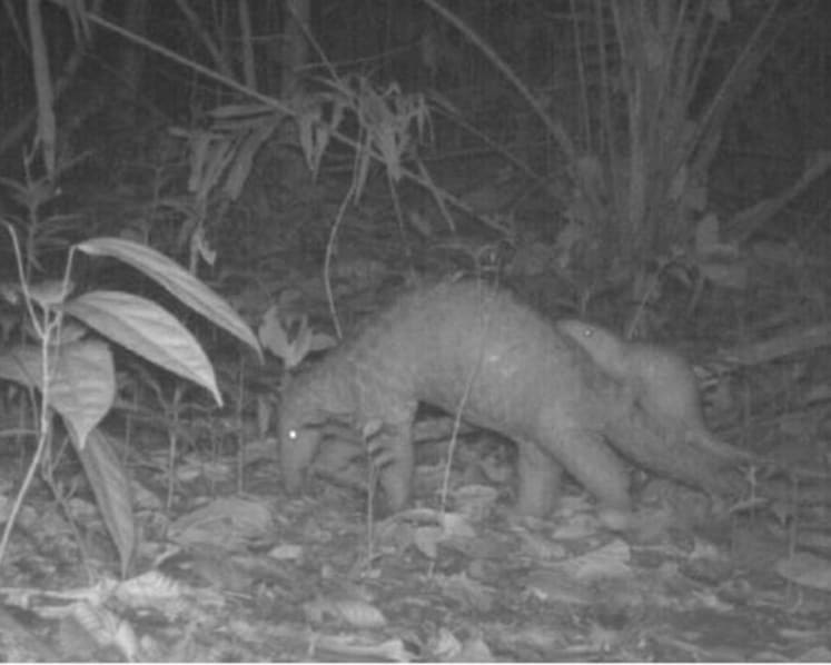 Nature group seeks more information on impact of Cross Island Line site investigations