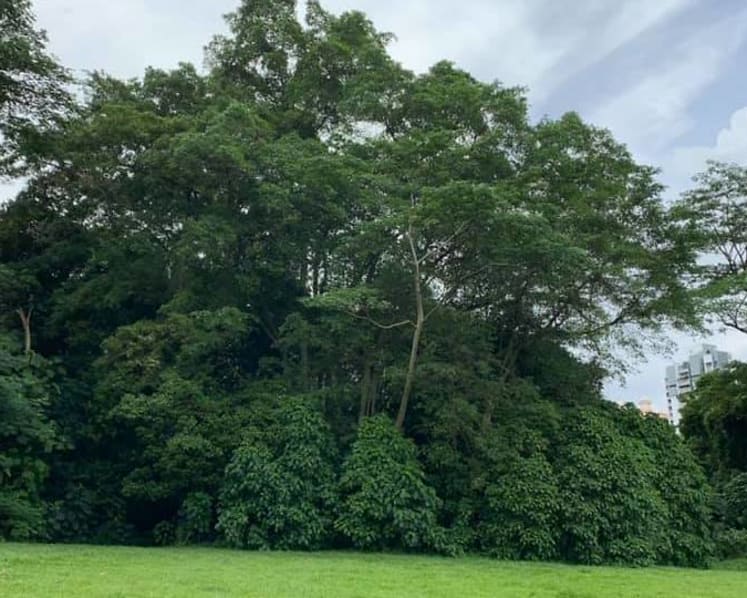 Commentary: Planting trees is a safe climate action but are its benefits inflated?