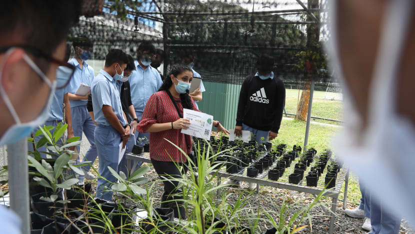 Schools to plant more trees, teach students about future ‘green jobs’ as part of Singapore’s Green Plan